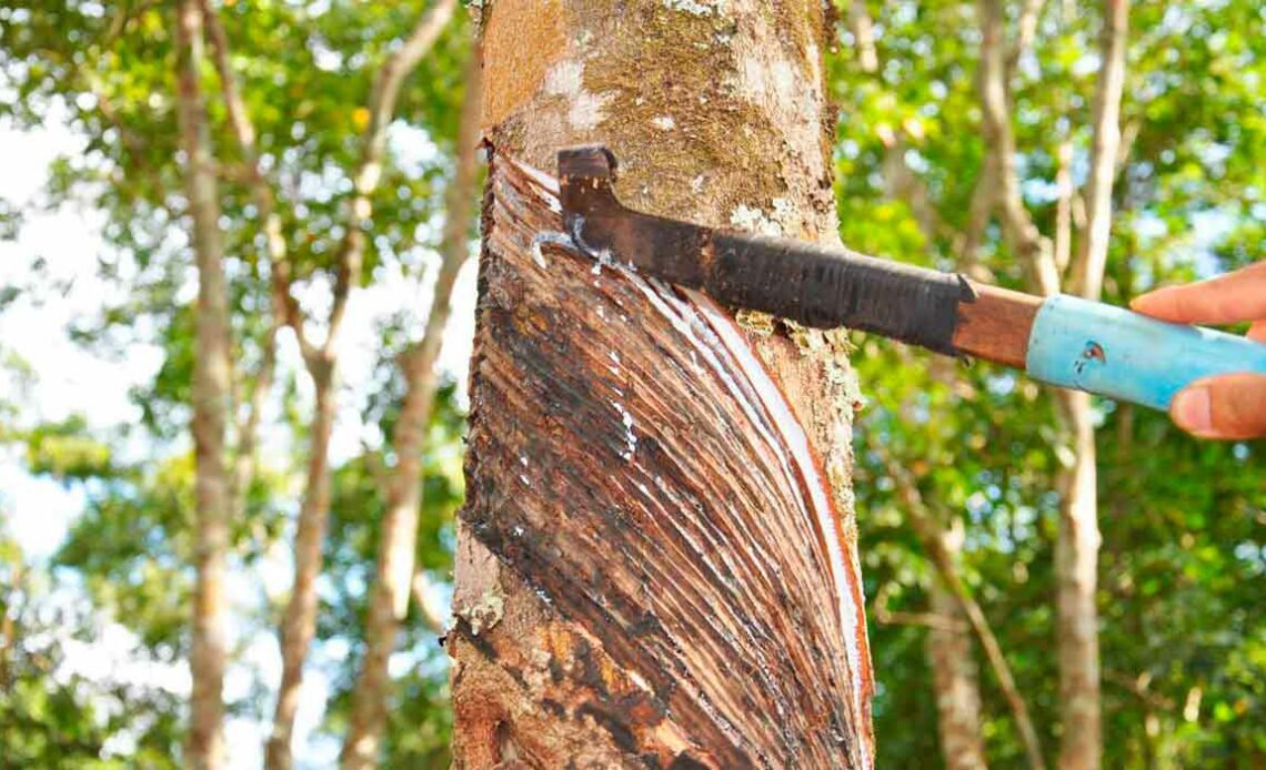 Tronco de seringueira sendo sangrado