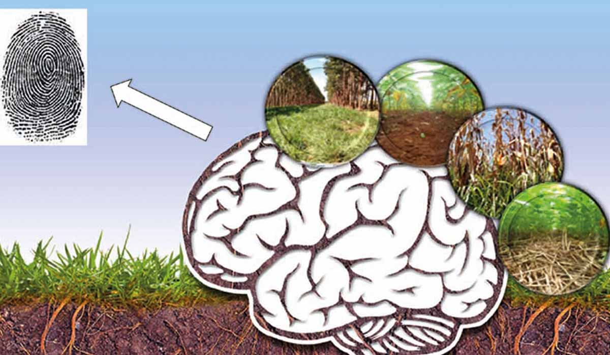Ilustração da identidade do solo - O solo guarda em sua “memória” os efeitos dos sistemas de manejo - Fonte: Embrapa