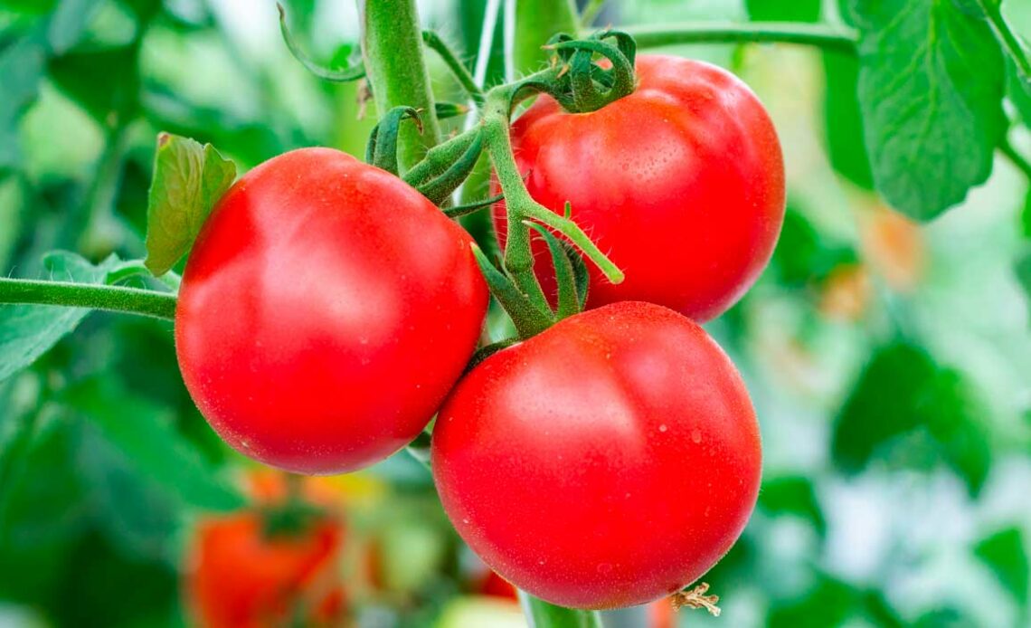 Tomates orgânicos