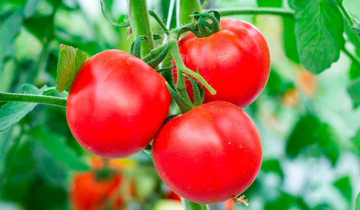 Tomates orgânicos