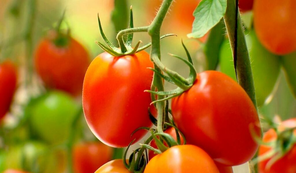 Tomateiro (Solanum lycopersicum L.)