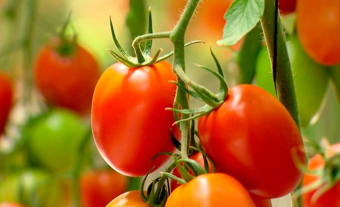 Tomateiro (Solanum lycopersicum L.)