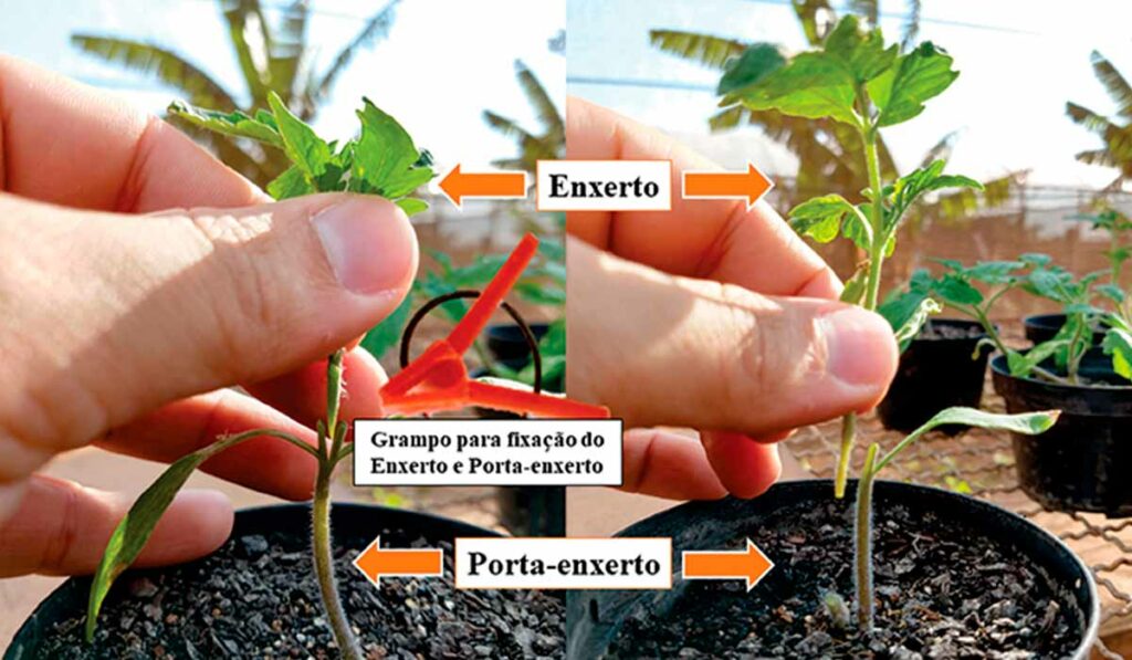 Enxertia no tomateiro