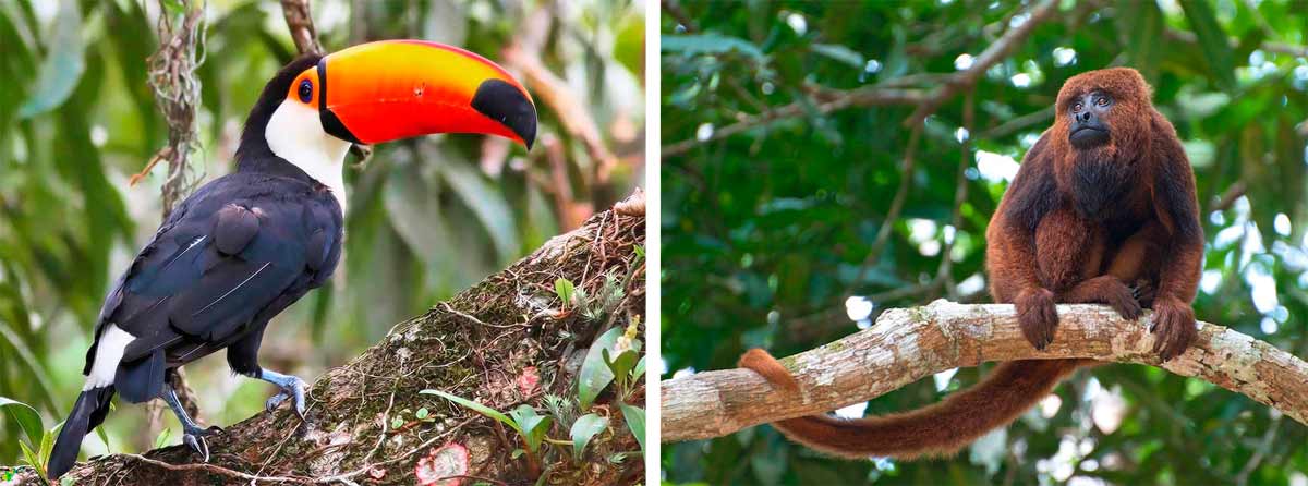 Tucanuçu (Ramphastos toco) e o macaco bugio (Alouatta fusca), grandes dispersores das sementes do pau de viola