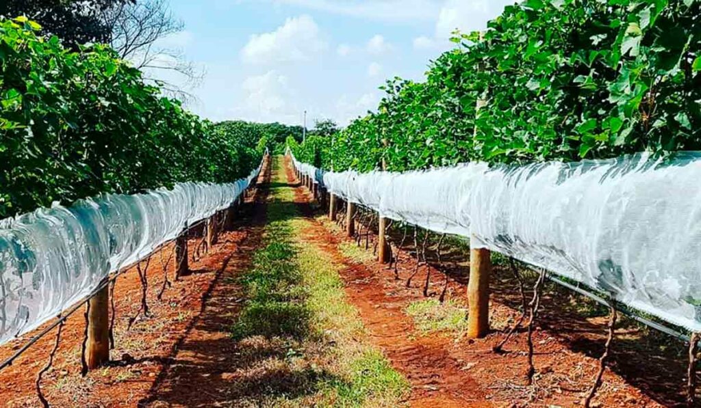 Plantação de uvas em Ribeirão Preto-SP