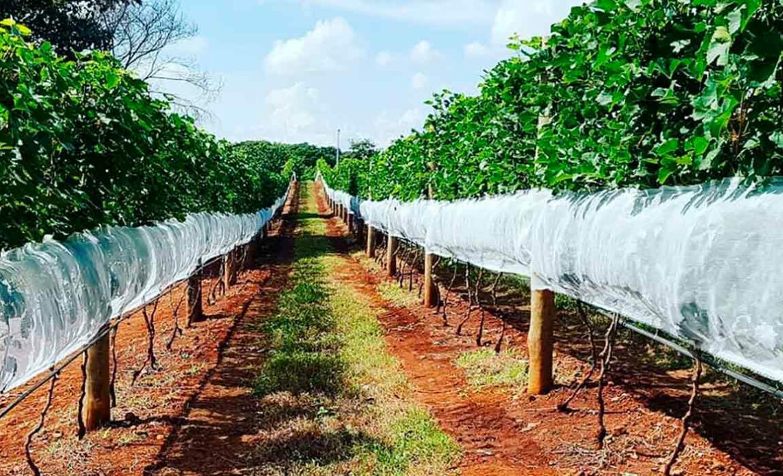 Plantação de uvas em Ribeirão Preto-SP