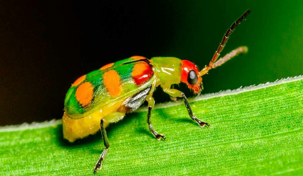 Vaquinha verde-amarela (Diabrotica speciosa)