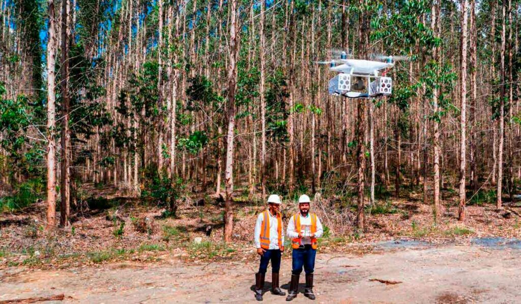 Técnicos da Veracel pilotando um drone no eucaliptal