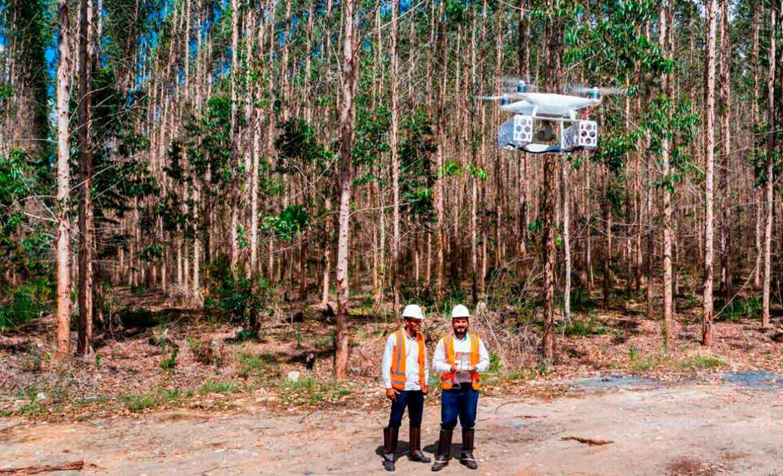 Técnicos da Veracel pilotando um drone no eucaliptal
