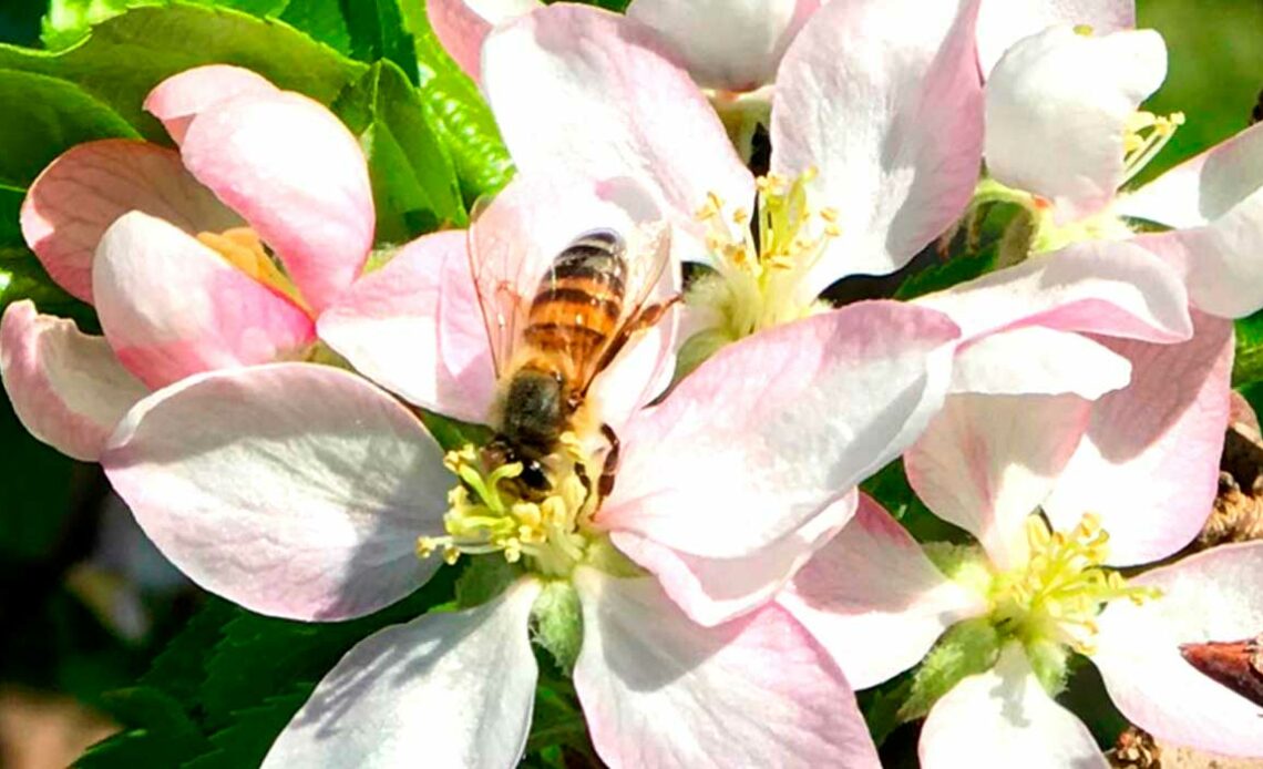 Abelha na flor da macieira