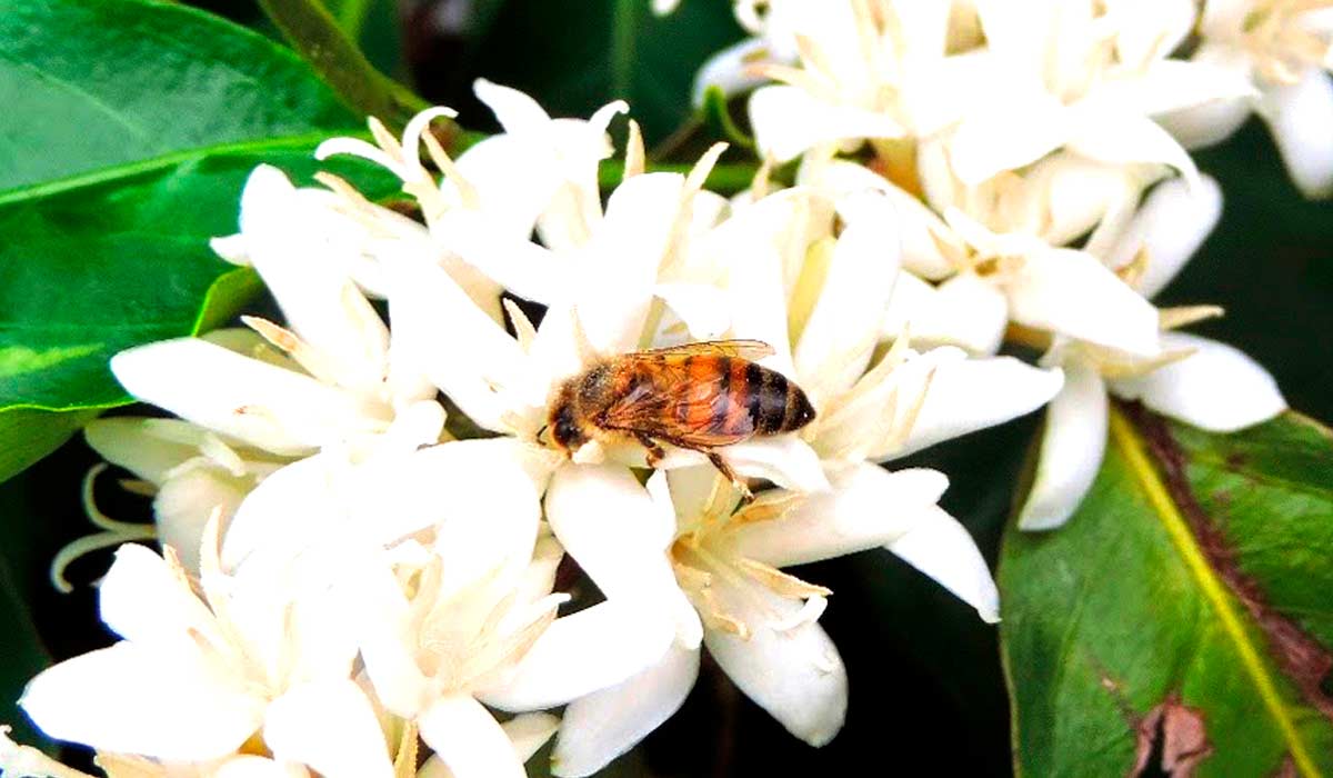 Abelha na flor do cafeeiro