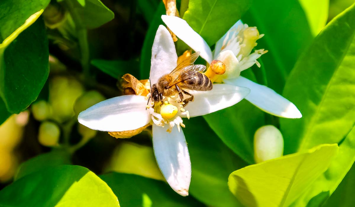 Abelha na flor de laranjeira