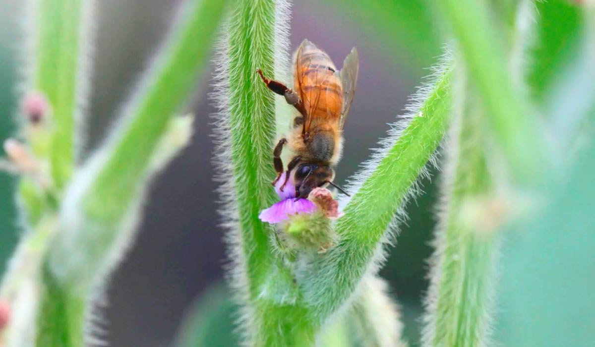 Abelha na flor da soja