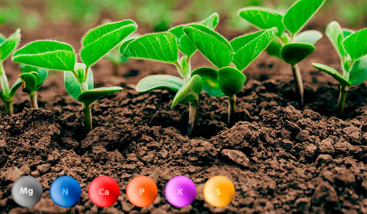 Lavoura de soja no início do desenvolvimento com esferas coloridas no solo representando os diversos elementos químicos importantes na nutrição das plantas