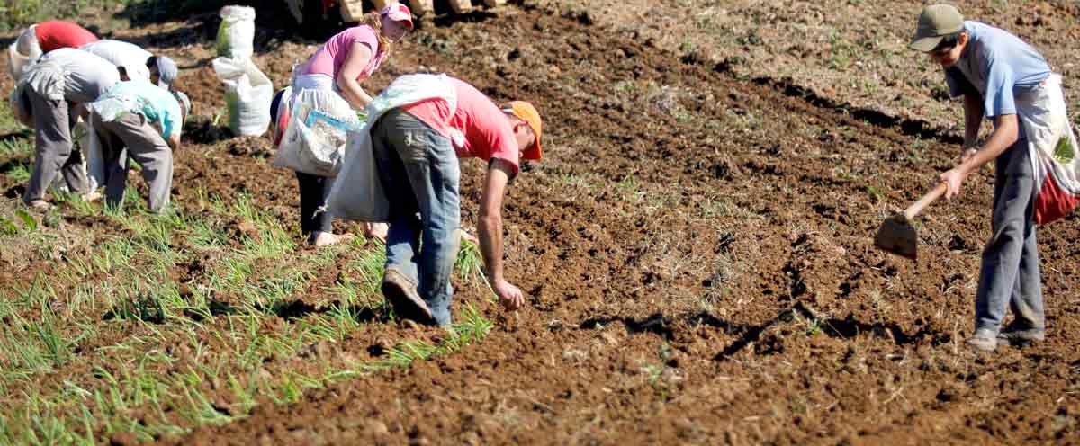 Agricultura familiar - Grupo familiar unido para o trabalho na lavoura