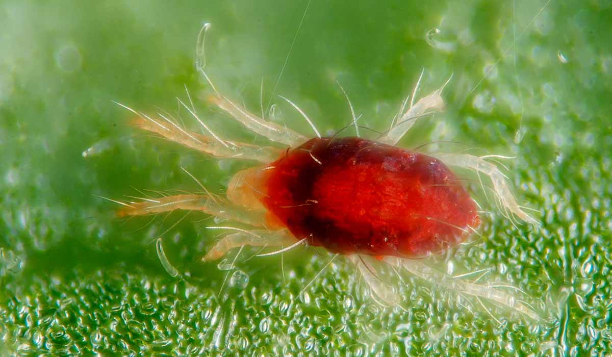 Ácaro-rajado (Tetranychus urticae)