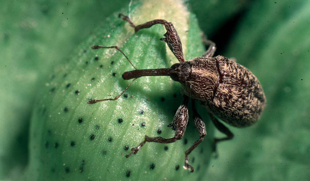 Bicudo-do-algodoeiro (Anthonomus grandis)