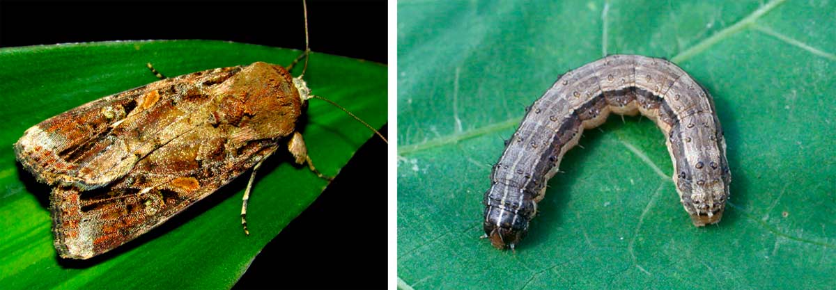 Lagarta-do-cartucho ou lagarta-militar (Spodoptera frugiperda)