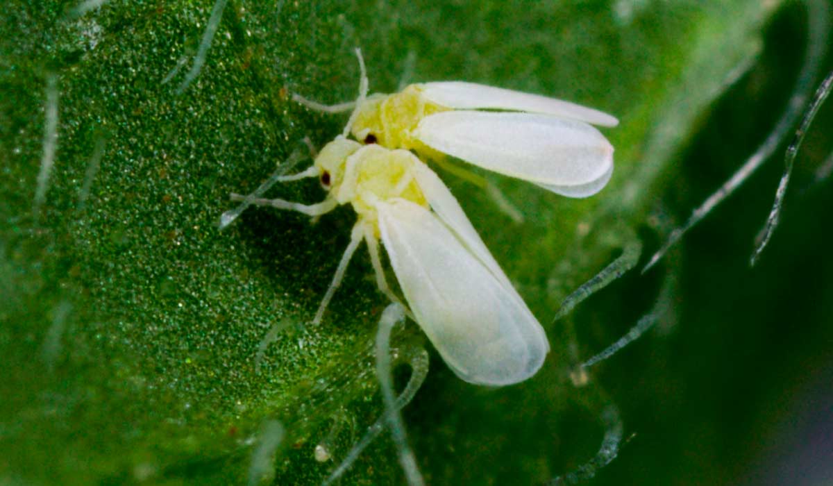 Mosca-branca (Bemisia tabaci)