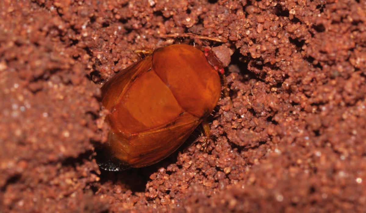 Percevejo-castanho (Scaptocoris castanea)