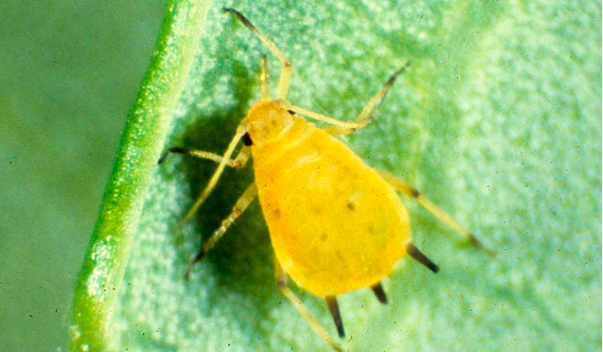 Pulgão-do-algodoeiro (Aphis gossypii)