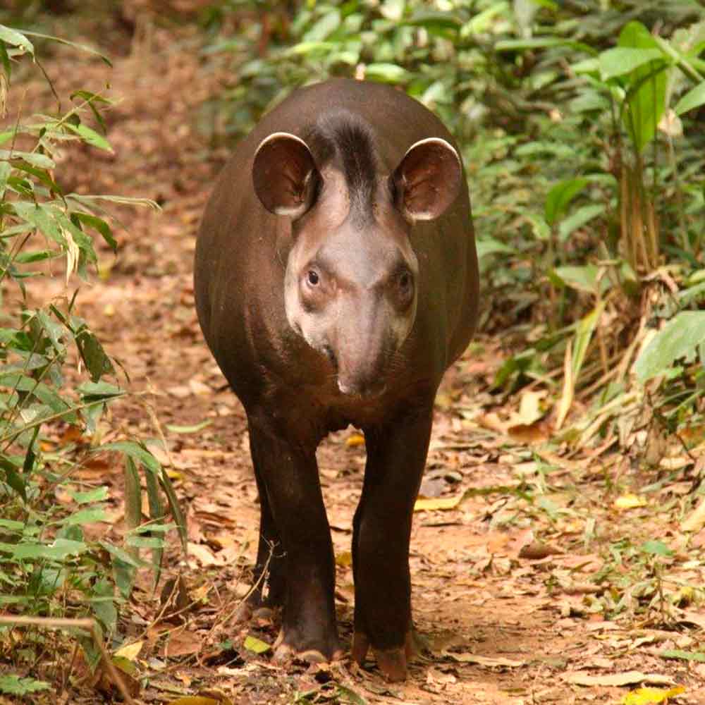 Anta (Tapirus terrestris)