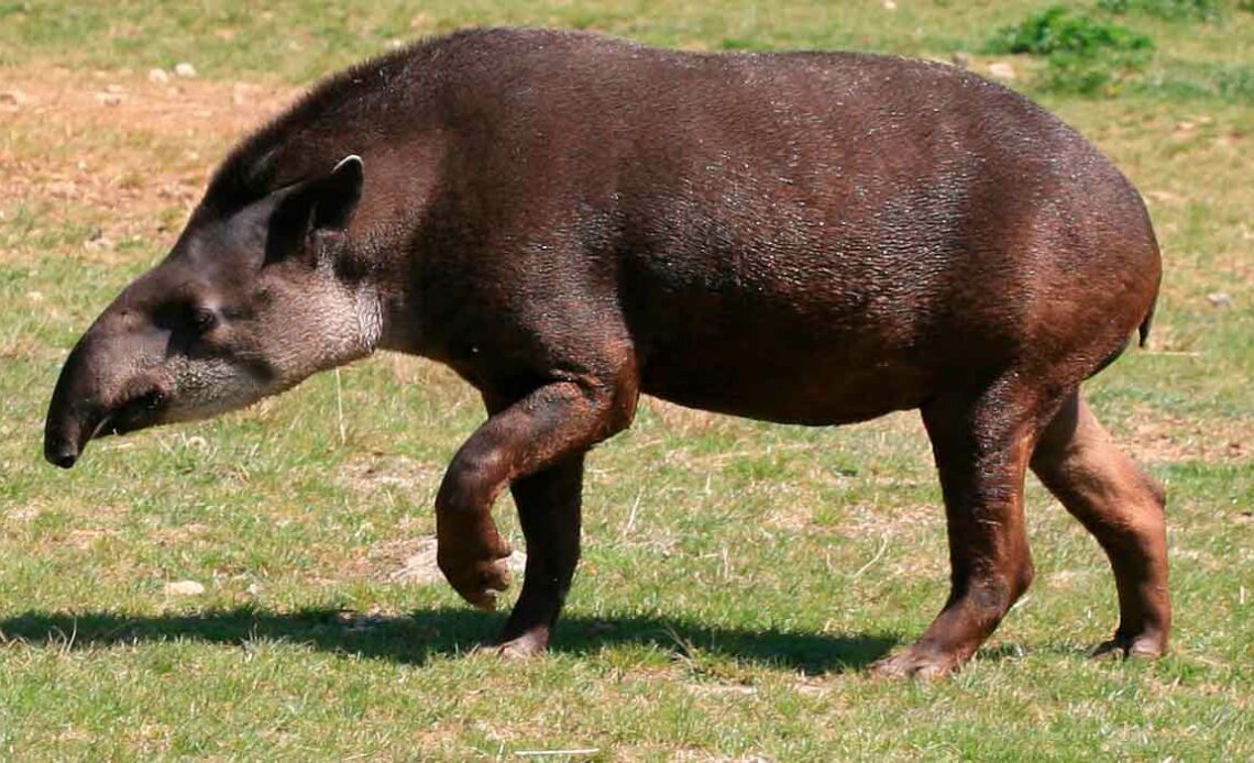 Anta (Tapirus terrestris)