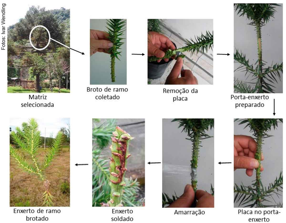 Processo de enxertia