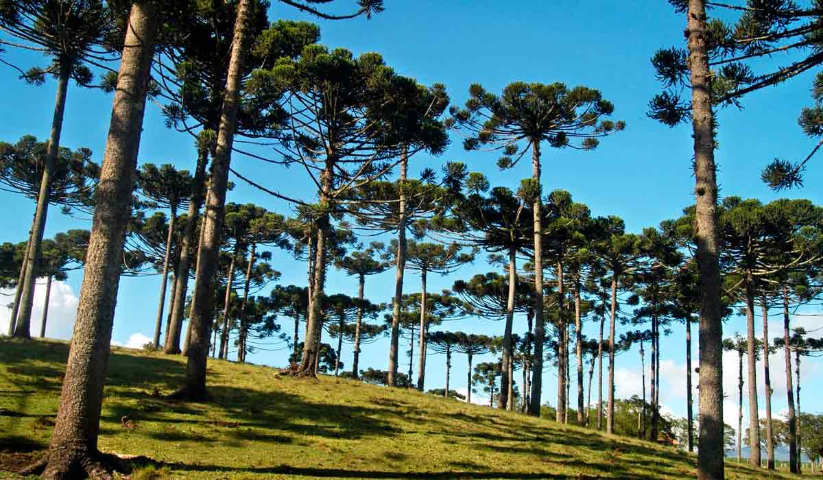 Pinheiros do Paraná (Araucaria angustifolia)