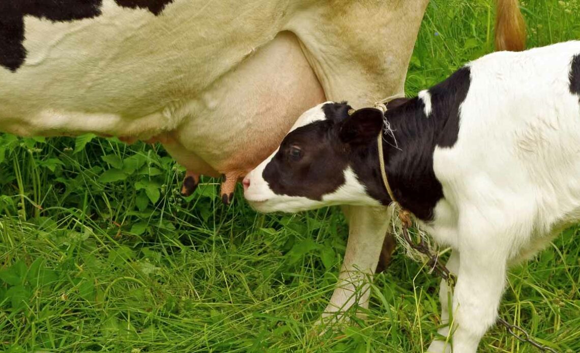 Bezerro mamando na vaca