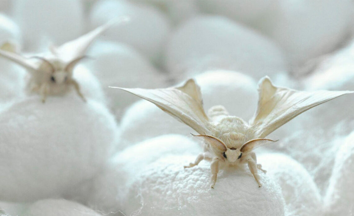 Mariposa do bicho da seda (Bombyx mori) sobre casulos
