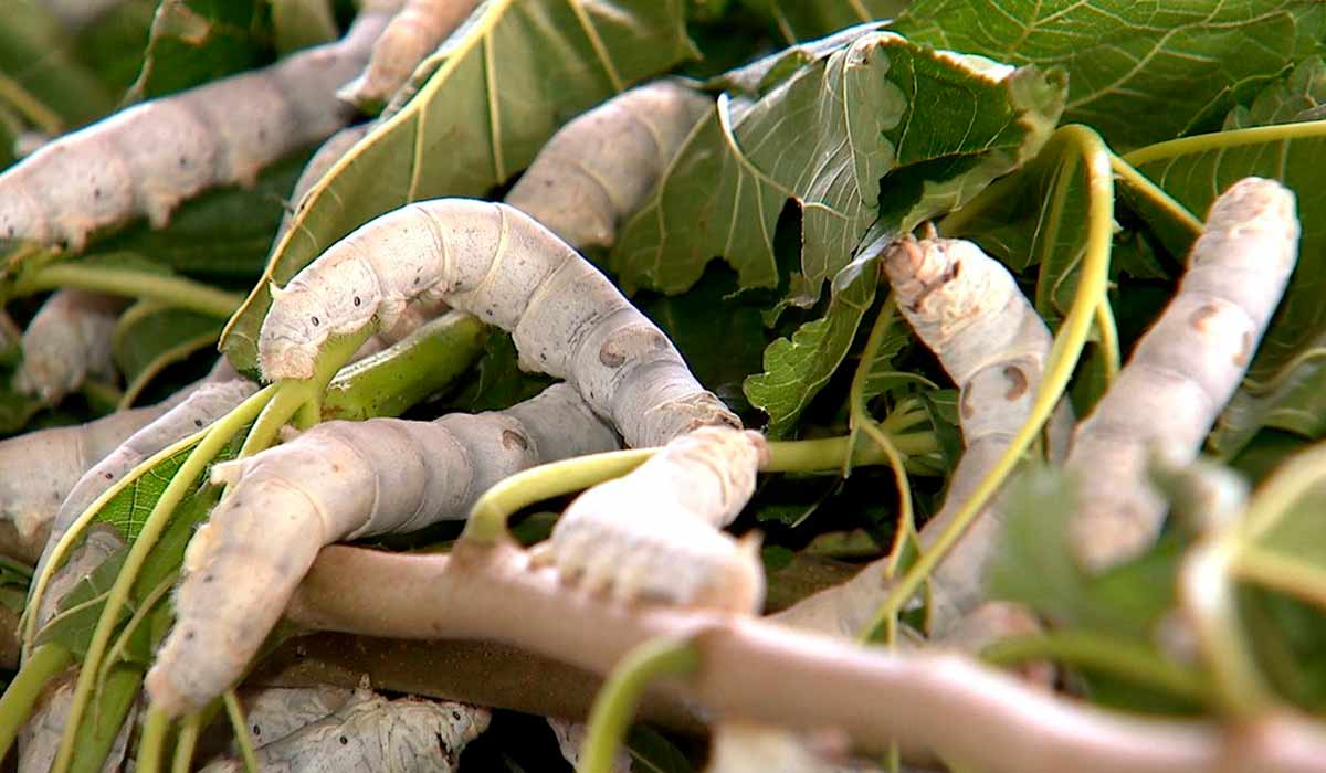 Lagarta do bicho da seda se alimentando das folhas de amora