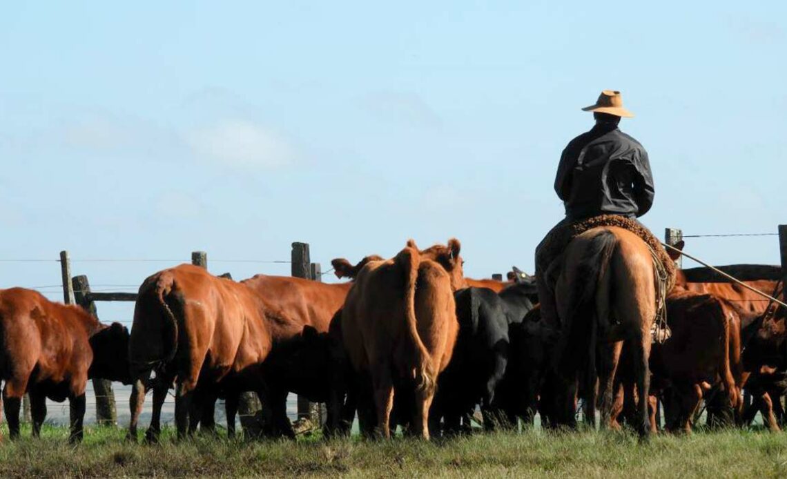 Boiadeiro tocando o gado para o curral