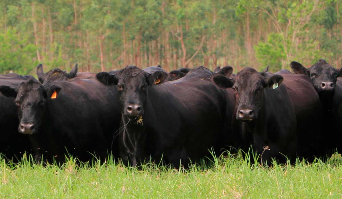 Gado aberdeen angus black em sistema de ILPF