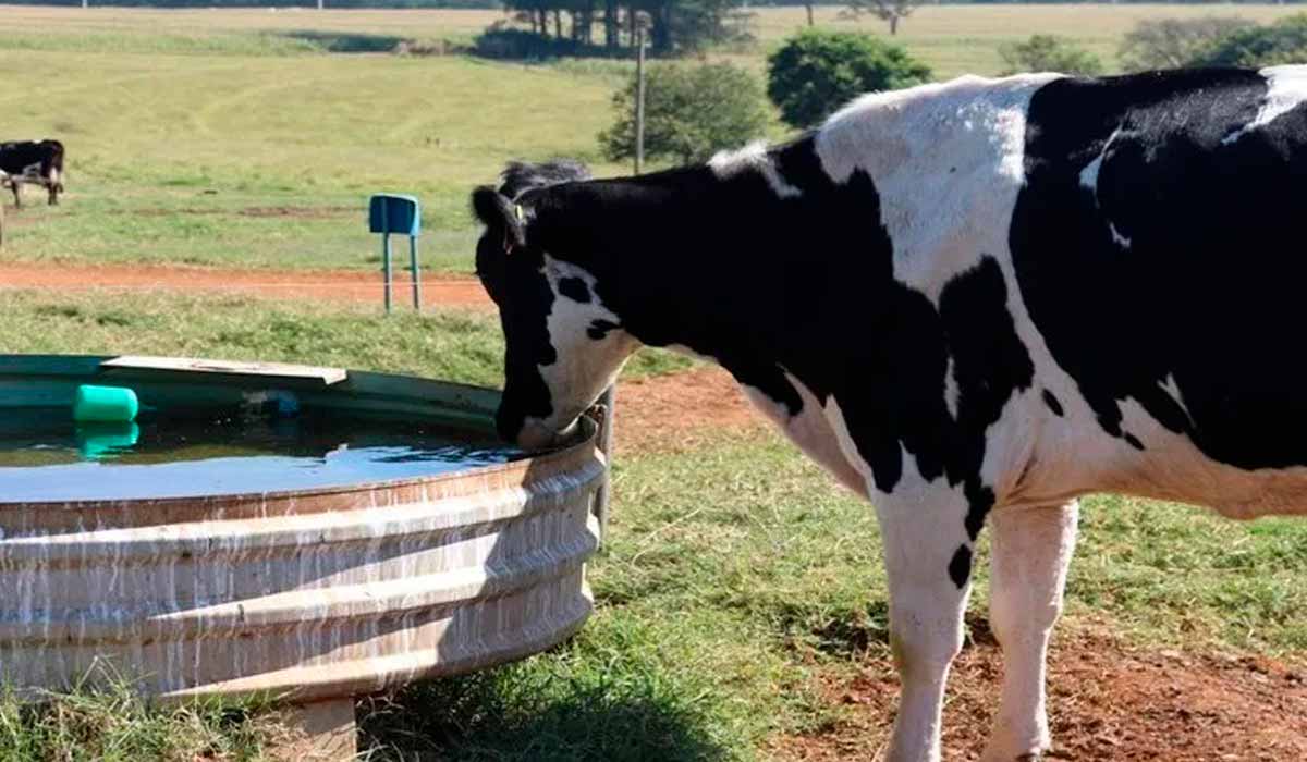 Vaca bebendo água no bebedouro - Foto: Aianne Amado