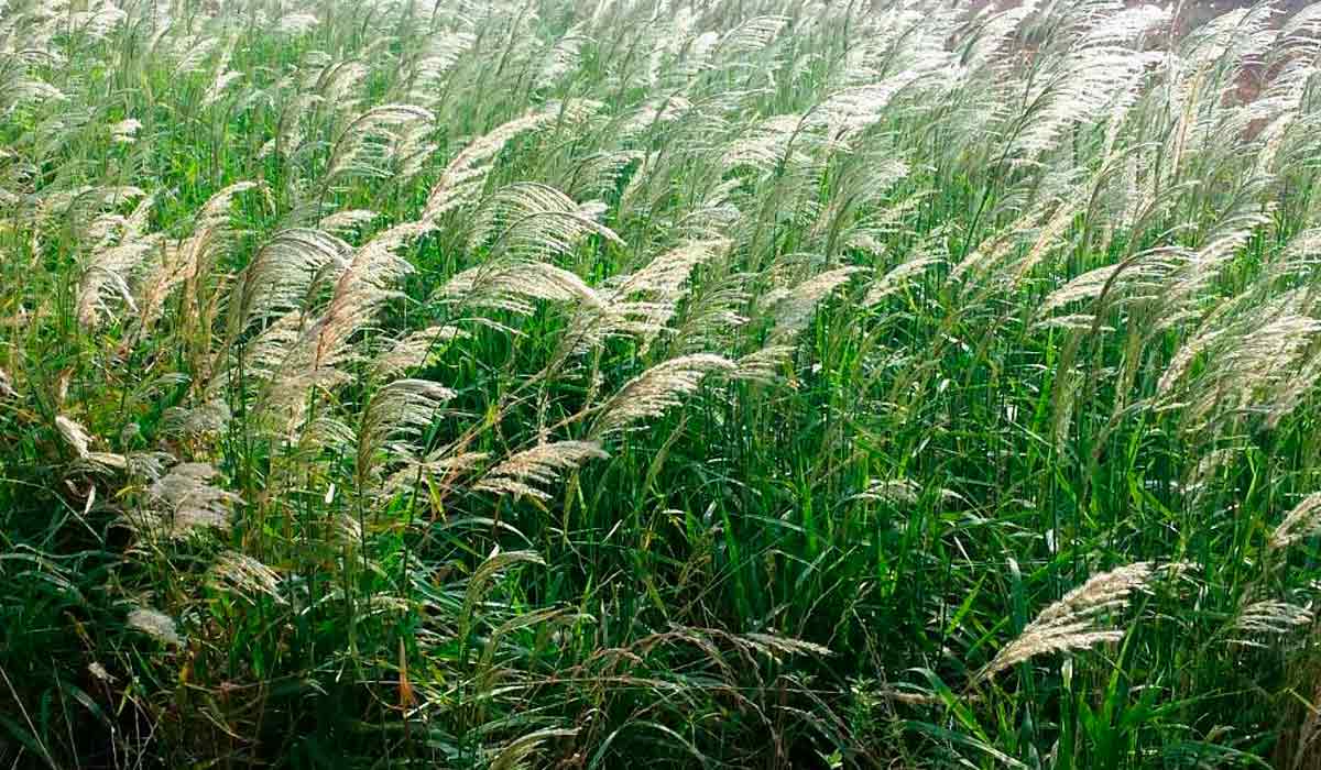 Capim amargoso (Digitaria isularis)