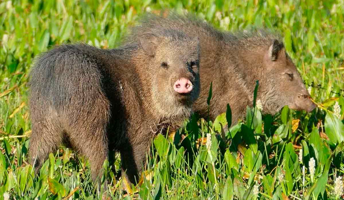 Catetos (Tayassu tajacu)