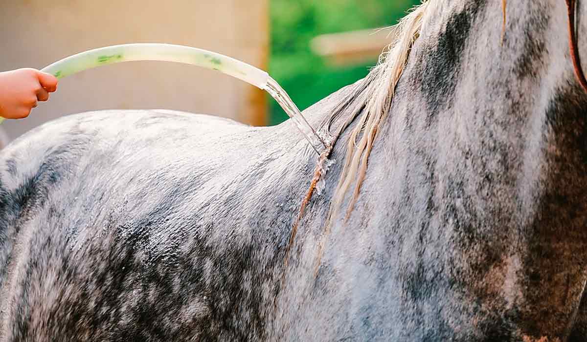 Cavalo tordilho com o cavaleiro banhando a parte superior do animal