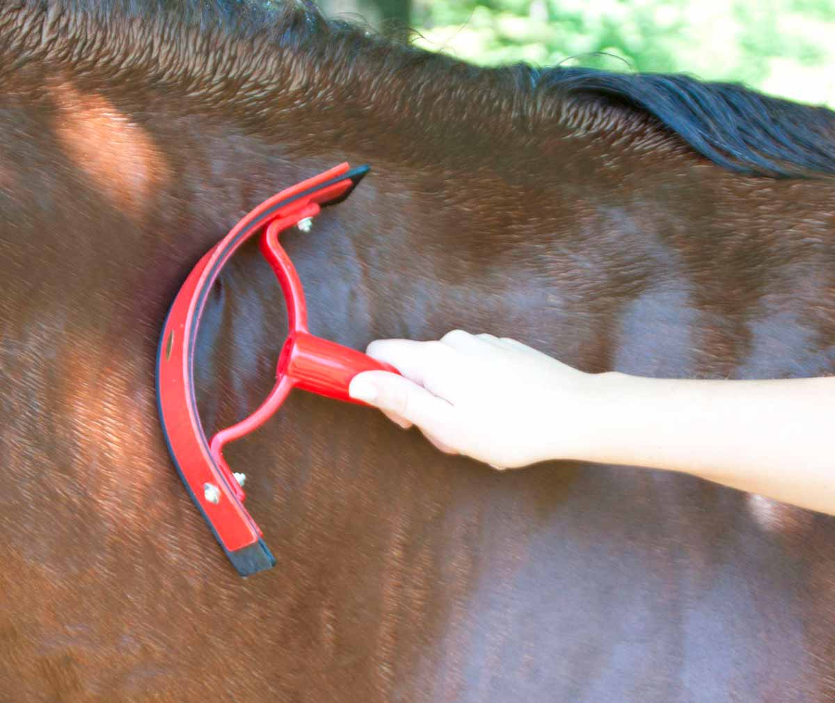 Cavaleiro secando o cavalo com o rodo secador