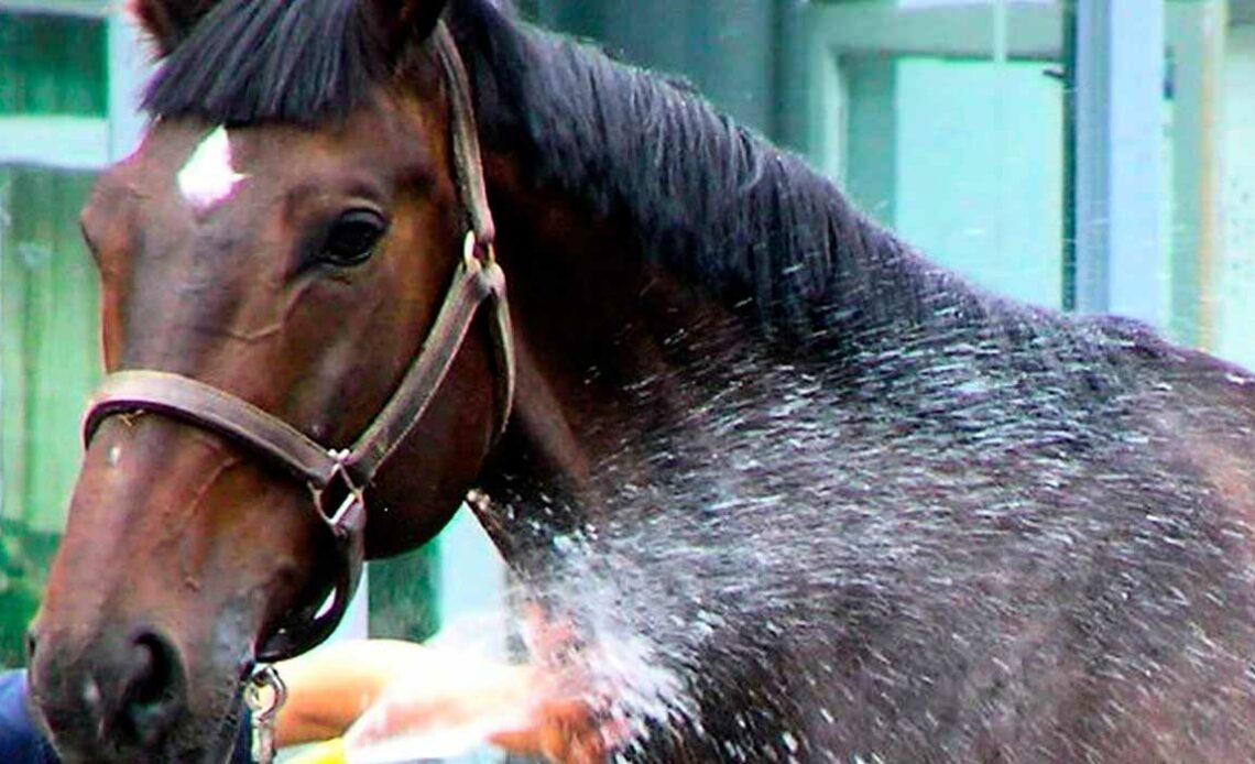 Cavalo tomando banho
