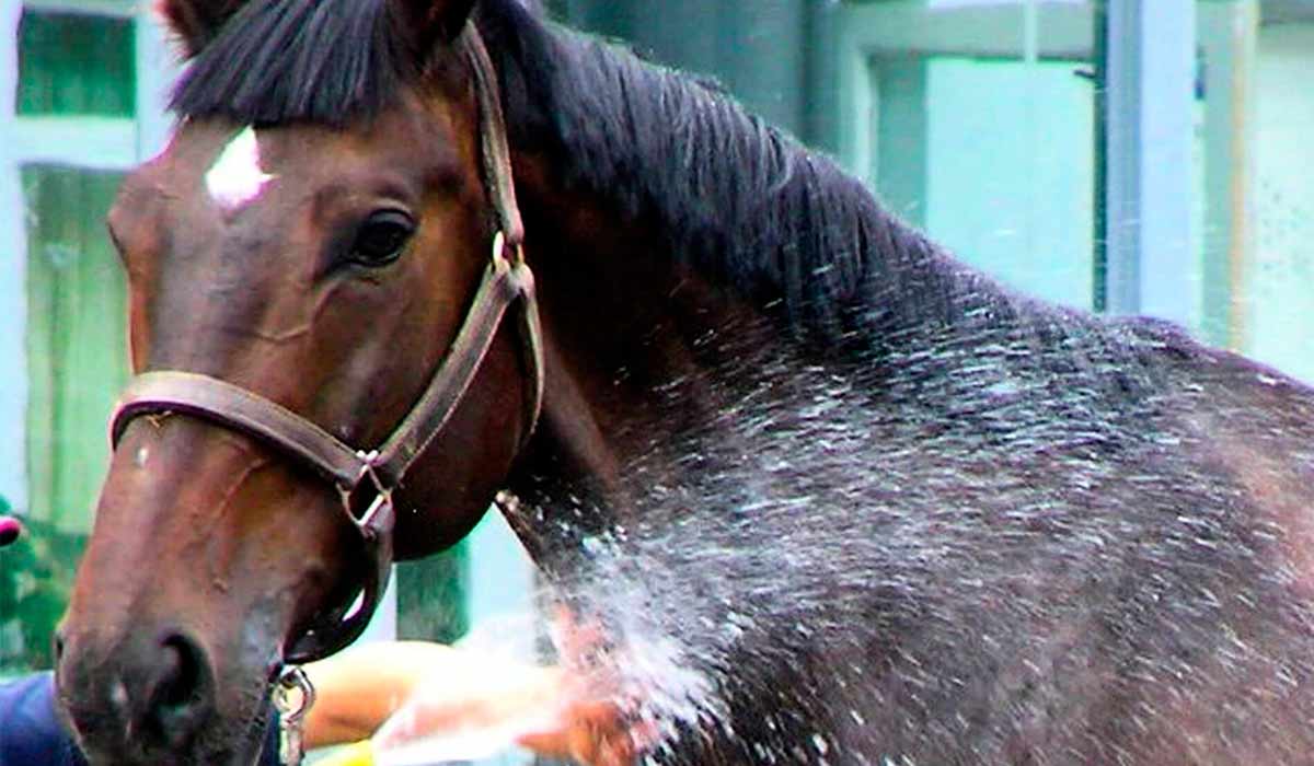 Cavalo tomando banho