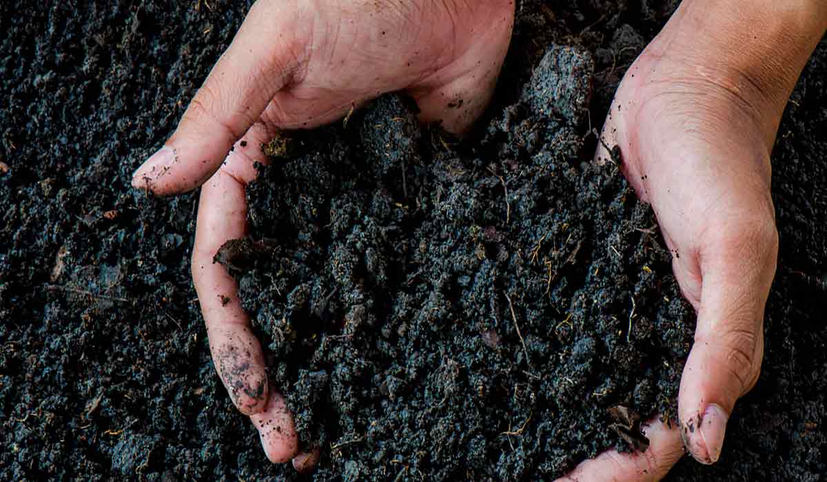 Composto orgânico resultante do processo de compostagem. O material pode ser utilizado para fertilização do solo de jardins, hortas e lavouras