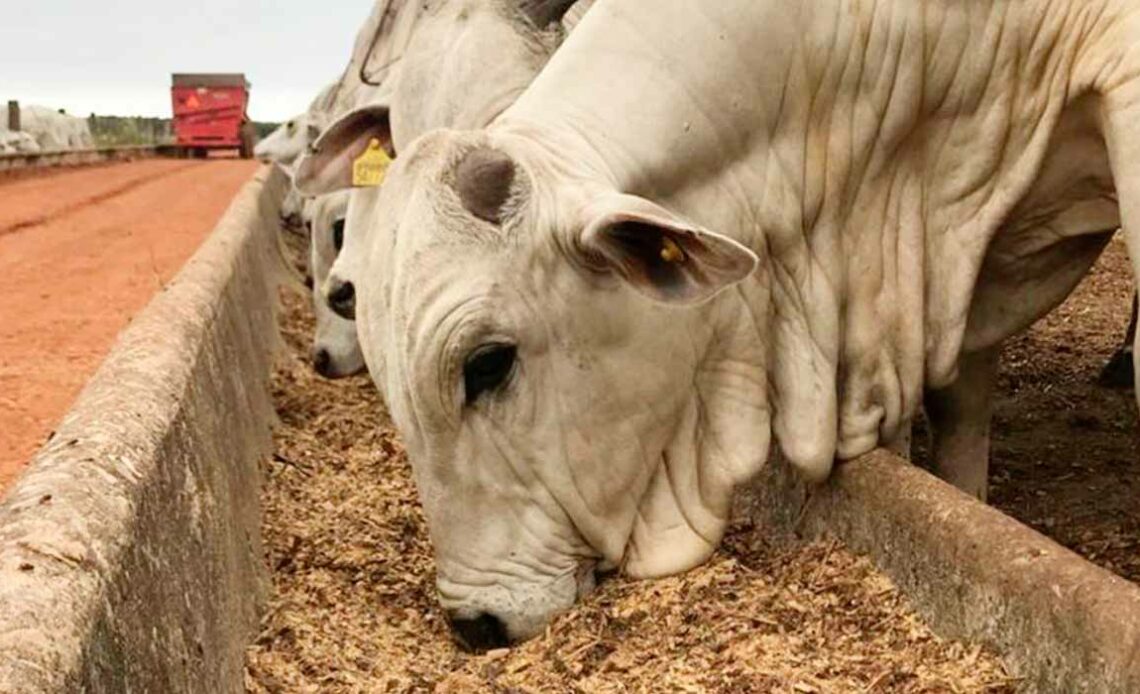 Bovinos nelore em sistema de confinamento se alimentando no cocho