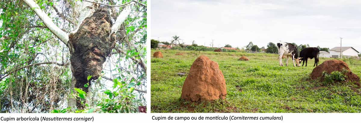 Cupim arborícola (Nasutitermes corniger) e o cupim de campo ou de montículo (Cornitermes cumulans)