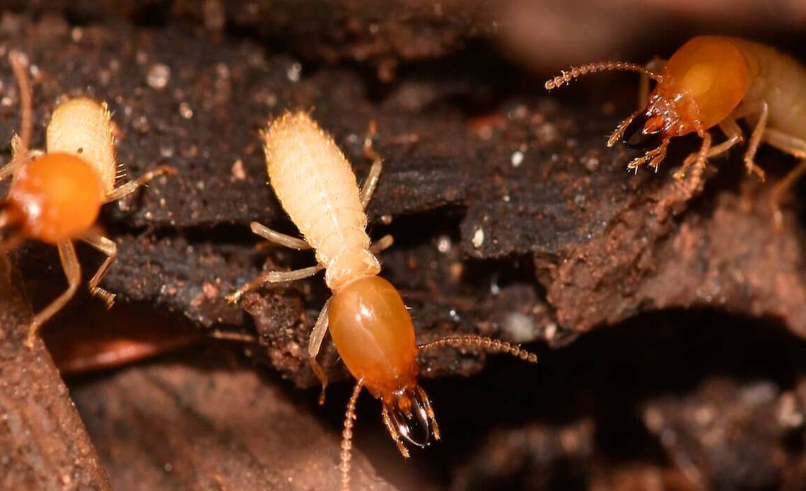 Cupim de madeira seca (Cryptotermes brevis)