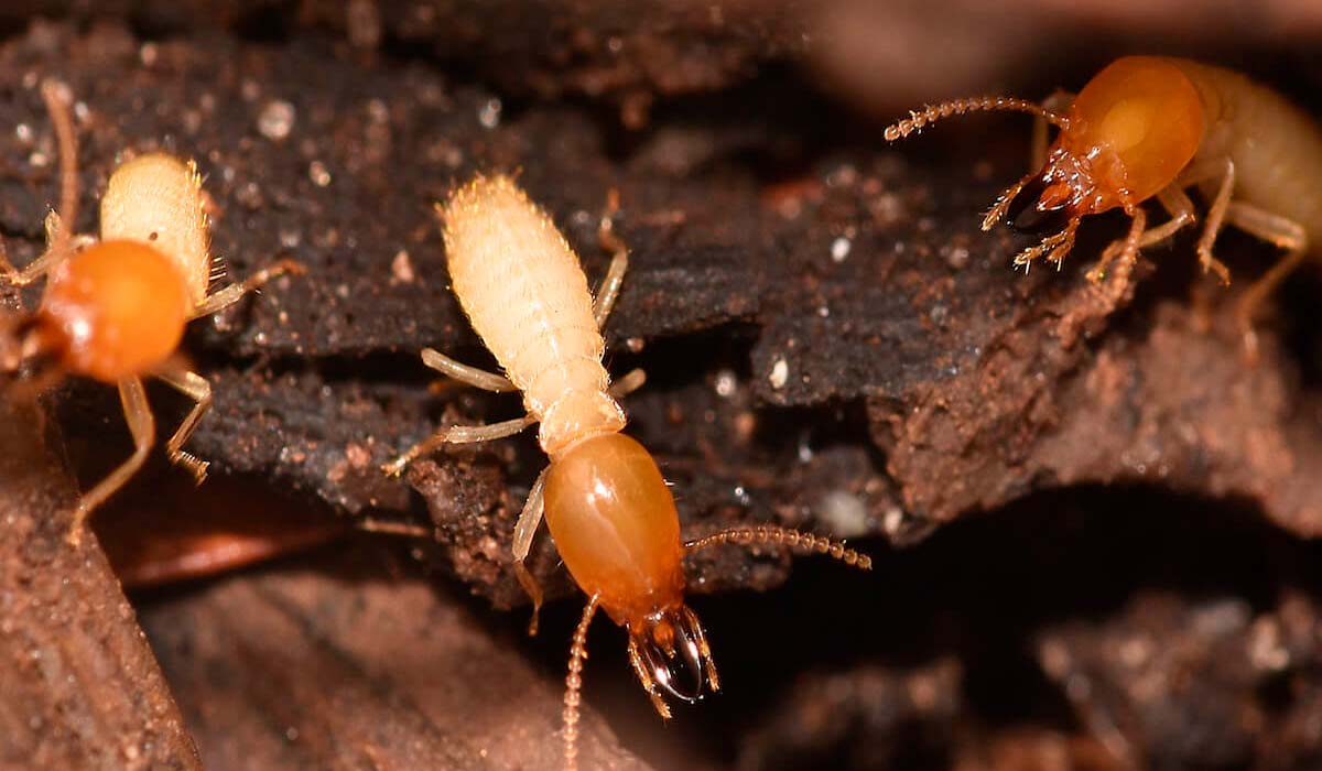 Cupim de madeira seca (Cryptotermes brevis)