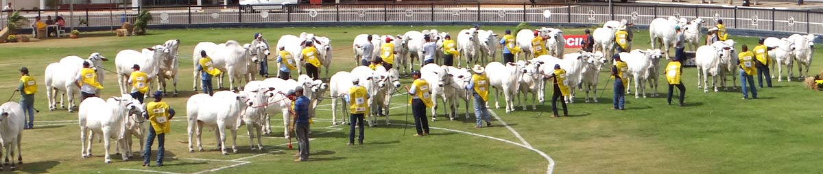 Edição da Expoinel - Julgamento de animais