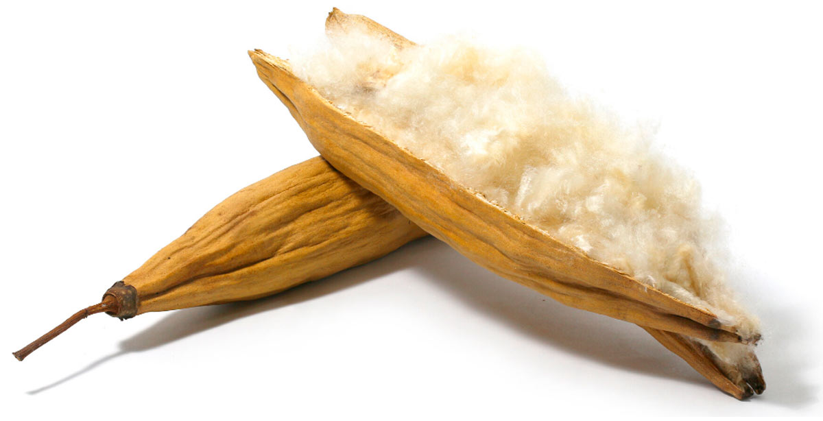Fibra kapok, extraída da semente da mamufeira ou sumaúma (Ceiba pentranda)