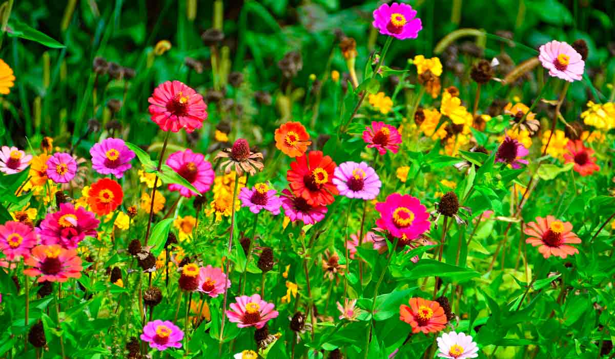 Maciço de zínias sortidas dando aspecto de um campo natural florido