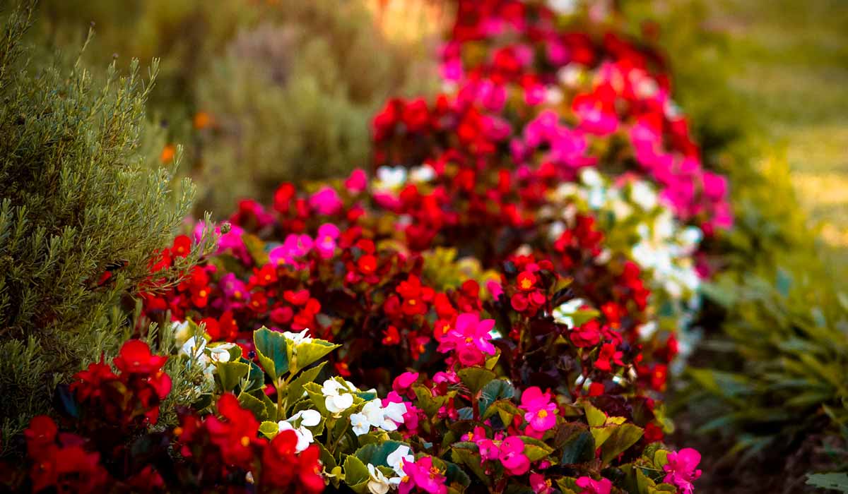 Jardim com bordadura de begônias em destaque